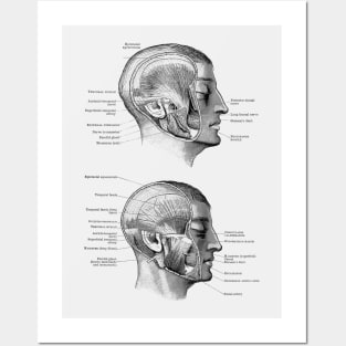 Face Muscular Diagram - Dual Side View Posters and Art